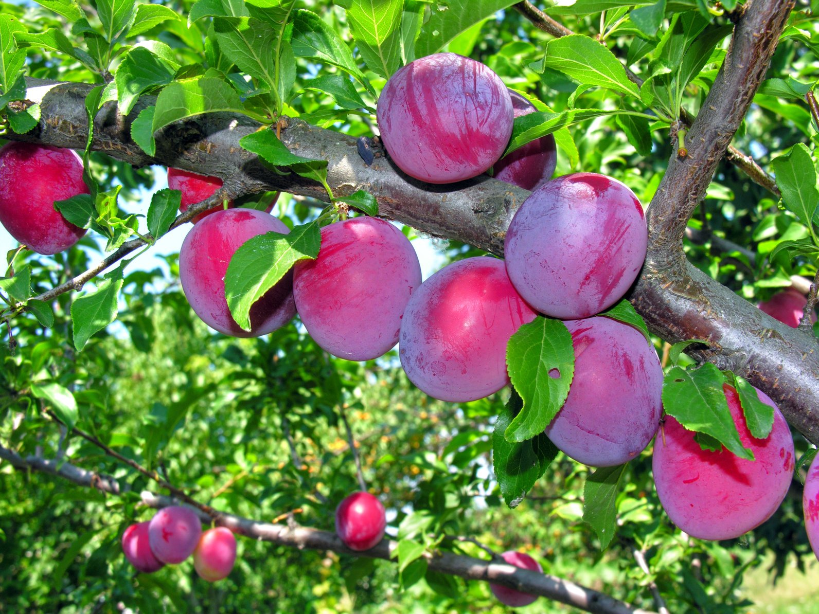 Organic Plums Omega kg Eco Organics